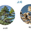 중앙대학교사범대학부속초등학교 이미지