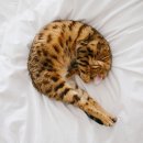 산본동물병원 이미지