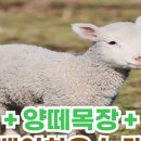 말루목장 네이버블로그