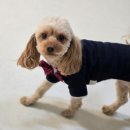 서울댕입구 이미지