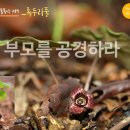 365일 들풀묵상 089 / 족두리풀(3월 29일) 이미지