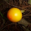 개다래열매 참다래열매 사진-개다래가격 통풍치료법 개다래복용법 주의사항- 이미지