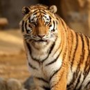 신대동장식 이미지