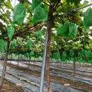 보라농장 이미지