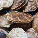 더가리비 이미지