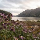 호수정감 이미지