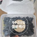 강산유통 | 아이들 건강 간식 추천! 당일 수확 산지직송 무농약 '제주강산들' 생블루베리 애둘아빠 솔직 후기