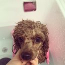 아토그루밍 이미지