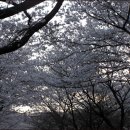 지나간 선운사 입구 벚꽃 길을 추억함 이미지