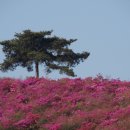 서대구 요금소옆 동산.// 이미지