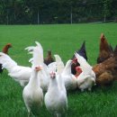 은편농장 이미지