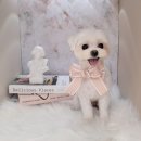 하니 그루밍( Hani Grooming) 이미지