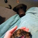 안녕고양이
