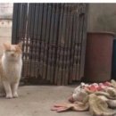 고양이의 보은 이미지