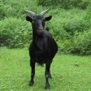 가월가물치 이미지