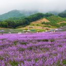 라벤더 - 고양시 일산서구 중앙로 1388 | 라벤더