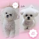 츄츄애견 | 광주애견미용 댕로리에서 미니비숑 츄츄에 첫 배냇미용