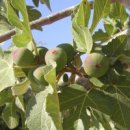 무화과나무 이미지