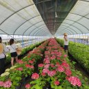 회관농장 이미지