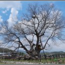 영풍 단촌리 느티나무 이미지