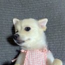 신건지동 이미지