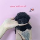 소문켄넬 이미지