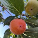 스테이반시 이미지