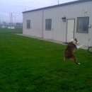 멍멍이가 있는 집 이미지