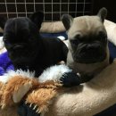 브리더독 이미지