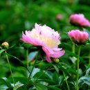 서울 대공원 테마가든 장미,작약 꽃 이미지