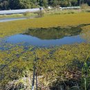 성주소류지 이미지