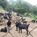 북배산흑염소농장 이미지