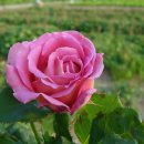 모란생태공원 이미지