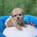 태인 애견 이미지