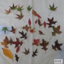 콩] 나뭇잎 데코레이션 이미지