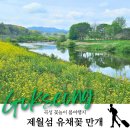 제월 | 곡성 가볼만한곳 제월섬 4월 5월 유채꽃 전남 봄여행