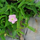 애기메꽃 Calystegia hederacea Wall. 이미지