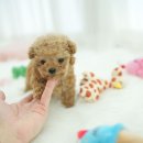 플러피펫 이미지