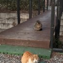 솔숲공원 화장실 | 뷰 좋은 영월 구름품은 캠핑장 명당10번 사이트 후기