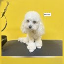 윤그루밍 이미지