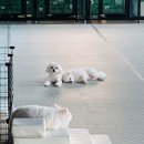 체크인독 애견유치원 이미지