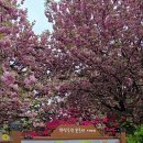 완산-150 Daum카페