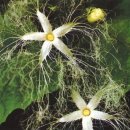 하늘타리 이미지