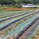 우박이네 이미지