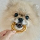 강아지 치석 관리 고민, 바잇미 닥터이너피스 강아지 덴탈껌 덴타링 후기