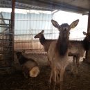 일구사슴농장 이미지