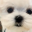 성지동물병원 이미지