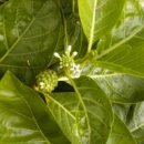 White Mulberry Leaf Tea 이미지