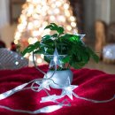 지니라인 이미지