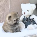 유미펫 강아지분양 고양이분양 남양주점 | 남양주강아지분양 신중하게 결정한 후기